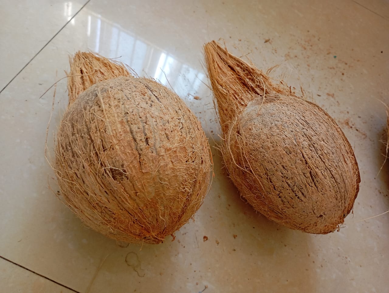 Premium Natural Coconuts